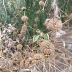 Agonoscelis rutila at Acton, ACT - 5 Mar 2023