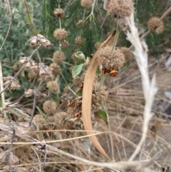 Agonoscelis rutila at Acton, ACT - 5 Mar 2023