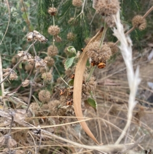 Agonoscelis rutila at Acton, ACT - 5 Mar 2023