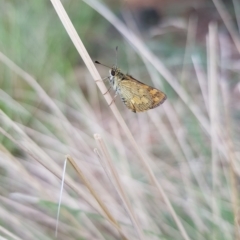 Ocybadistes walkeri (Green Grass-dart) at Kambah, ACT - 16 Mar 2023 by MatthewFrawley