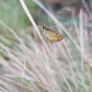 Ocybadistes walkeri at Kambah, ACT - 16 Mar 2023