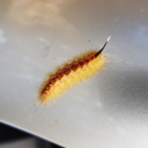 Trichiocercus sparshalli at Kambah, ACT - 16 Mar 2023 09:01 AM