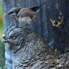 Malurus cyaneus (Superb Fairywren) at Wollondilly Local Government Area - 15 Mar 2023 by Freebird