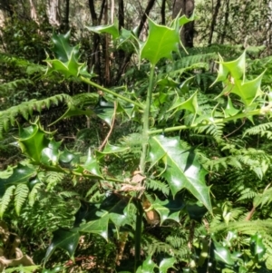 Ilex aquifolium at Paddys River, ACT - 11 Mar 2023