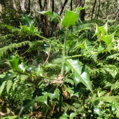 Ilex aquifolium (Holly) at Tidbinbilla Nature Reserve - 11 Mar 2023 by Thommo17
