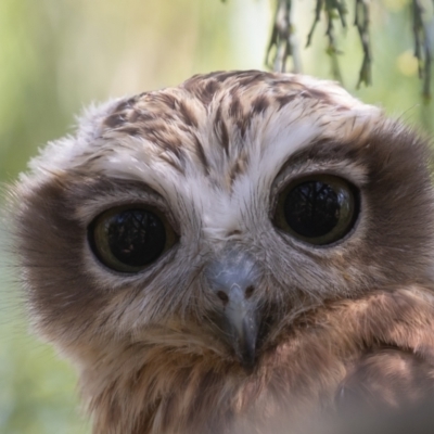 Ninox boobook (Southern Boobook) at Black Mountain - 18 Feb 2023 by rawshorty