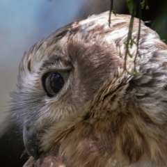 Ninox boobook at suppressed - 18 Feb 2023