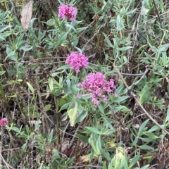 Centranthus ruber (Red Valerian, Kiss-me-quick, Jupiter's Beard) at Hackett, ACT - 16 Mar 2023 by cmobbs