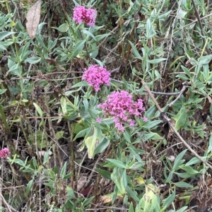 Centranthus ruber at Hackett, ACT - 16 Mar 2023