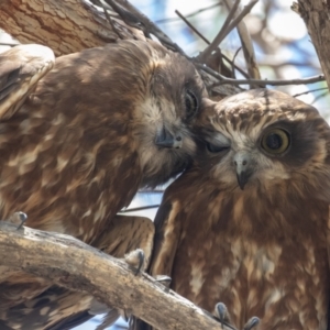 Ninox boobook at Acton, ACT - suppressed