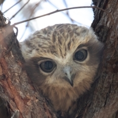 Ninox boobook at Acton, ACT - suppressed