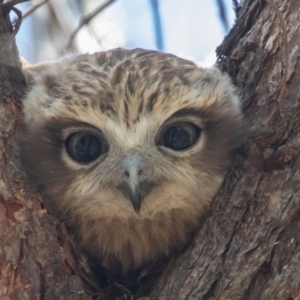 Ninox boobook at Acton, ACT - suppressed