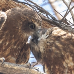 Ninox boobook at Acton, ACT - suppressed