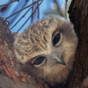 Ninox boobook at Acton, ACT - suppressed