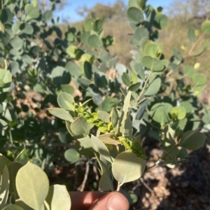 Codonocarpus cotinifolius at Indee, WA - 12 Jul 2022 03:50 PM