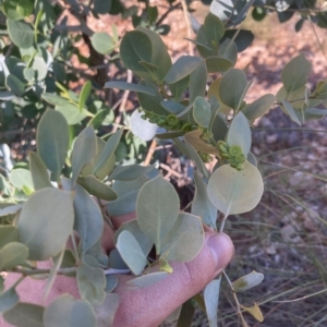 Codonocarpus cotinifolius at Indee, WA - 12 Jul 2022