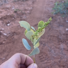 Codonocarpus cotinifolius at Indee, WA - 12 Jul 2022 03:50 PM