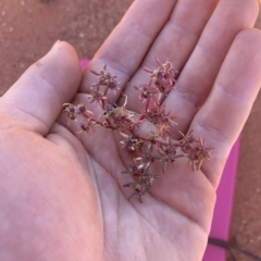 Trianthema triquetrum (Red Spinach) at Indee, WA - 13 Jul 2022 by MattM