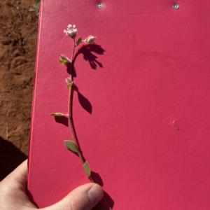 Ptilotus axillaris at Indee, WA - 13 Jul 2022