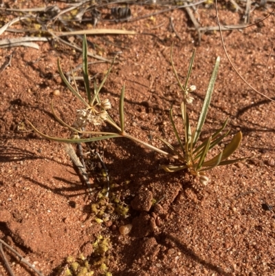 Trigastrotheca molluginea at Indee, WA - 12 Jul 2022 by MattM