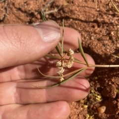 Trigastrotheca molluginea at Indee, WA - 13 Jul 2022 09:25 AM
