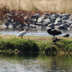 Platalea regia at Fyshwick, ACT - 15 Mar 2023