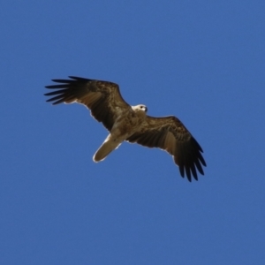 Haliastur sphenurus at Fyshwick, ACT - 15 Mar 2023 11:06 AM