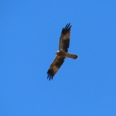 Haliastur sphenurus at Fyshwick, ACT - 15 Mar 2023 11:06 AM