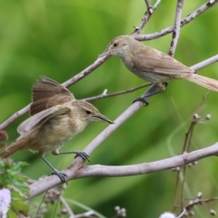 Acrocephalus australis (Australian Reed-Warbler) at Jerrabomberra Wetlands - 15 Mar 2023 by RodDeb