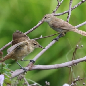 Acrocephalus australis at Fyshwick, ACT - 15 Mar 2023