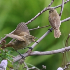 Acrocephalus australis at Fyshwick, ACT - 15 Mar 2023