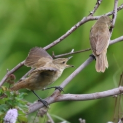 Acrocephalus australis at Fyshwick, ACT - 15 Mar 2023