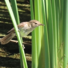 Acrocephalus australis at Fyshwick, ACT - 15 Mar 2023 11:53 AM