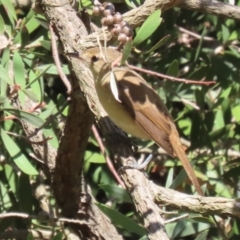 Acrocephalus australis at Fyshwick, ACT - 15 Mar 2023