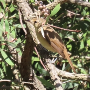 Acrocephalus australis at Fyshwick, ACT - 15 Mar 2023