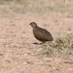 Synoicus ypsilophorus (Brown Quail) at Fyshwick, ACT - 15 Mar 2023 by RodDeb