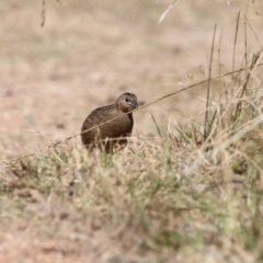 Synoicus ypsilophorus at Fyshwick, ACT - 15 Mar 2023