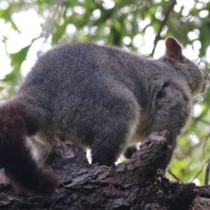 Trichosurus vulpecula at Fyshwick, ACT - 15 Mar 2023