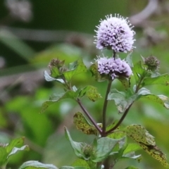 Mentha x piperita (Peppermint) at Fyshwick, ACT - 15 Mar 2023 by RodDeb