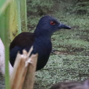 Zapornia tabuensis at Fyshwick, ACT - 15 Mar 2023