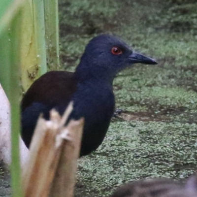 Zapornia tabuensis (Spotless Crake) at Fyshwick, ACT - 15 Mar 2023 by RodDeb