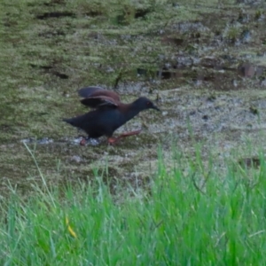 Zapornia tabuensis at Fyshwick, ACT - 15 Mar 2023