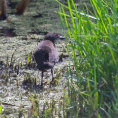 Zapornia tabuensis at Fyshwick, ACT - 15 Mar 2023