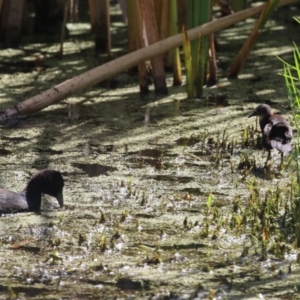 Zapornia tabuensis at Fyshwick, ACT - 15 Mar 2023