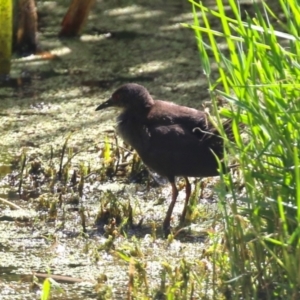 Zapornia tabuensis at Fyshwick, ACT - 15 Mar 2023