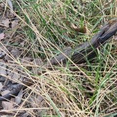 Pogona barbata (Eastern Bearded Dragon) at Gundaroo, NSW - 15 Mar 2023 by Gunyijan