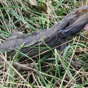 Pogona barbata at Gundaroo, NSW - suppressed