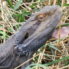 Pogona barbata at Gundaroo, NSW - suppressed