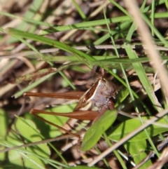 Conocephalus upoluensis (Meadow Katydid) at Mongarlowe, NSW - 16 Mar 2023 by LisaH