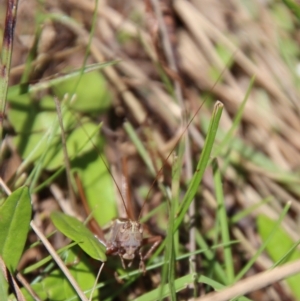 Conocephalus upoluensis at Mongarlowe, NSW - 16 Mar 2023